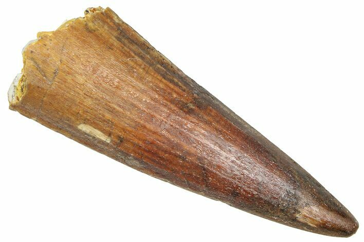 Fossil Spinosaurus Tooth - Real Dinosaur Tooth #366488